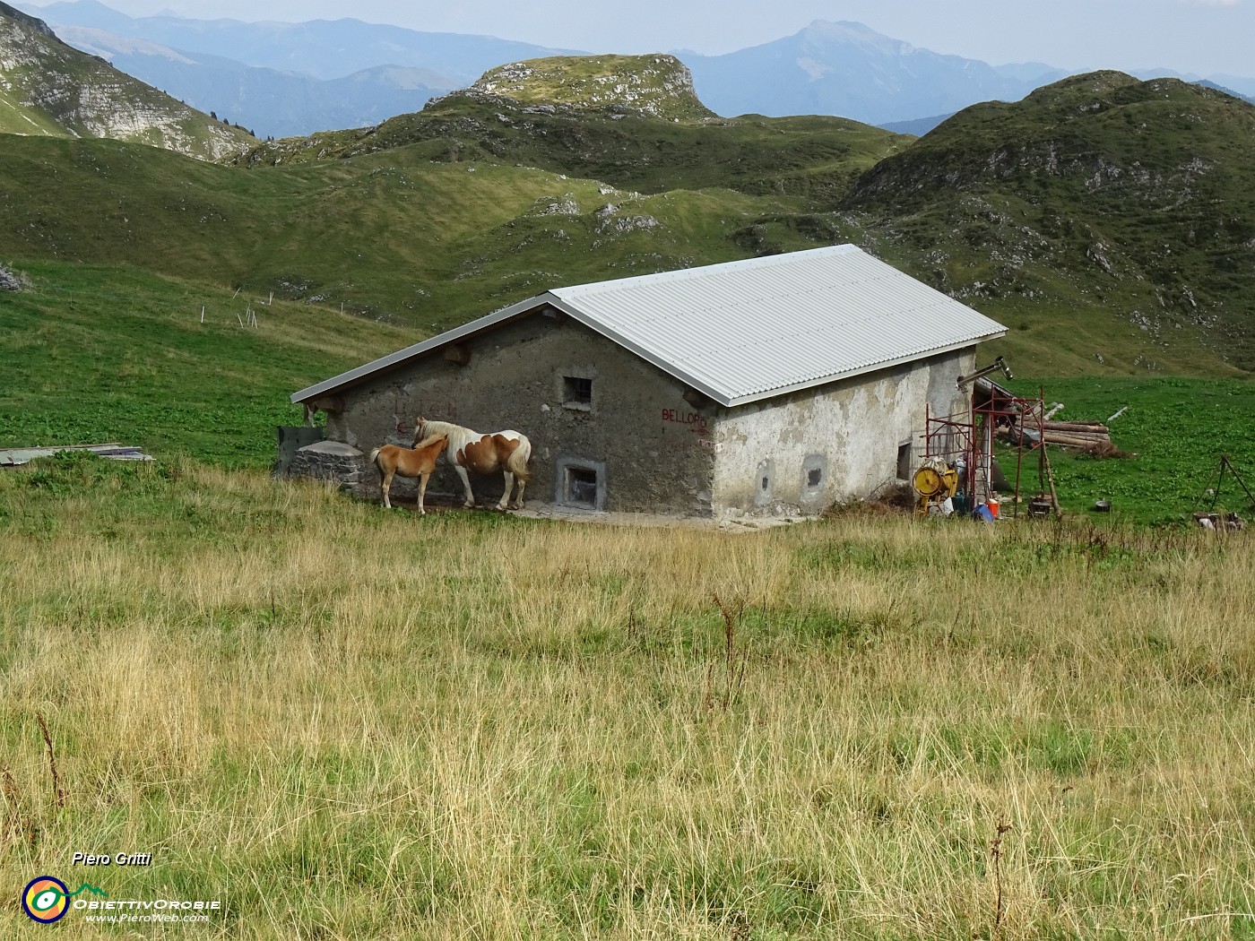 70 Cavalli alla Baita Camplano (1840 m).JPG